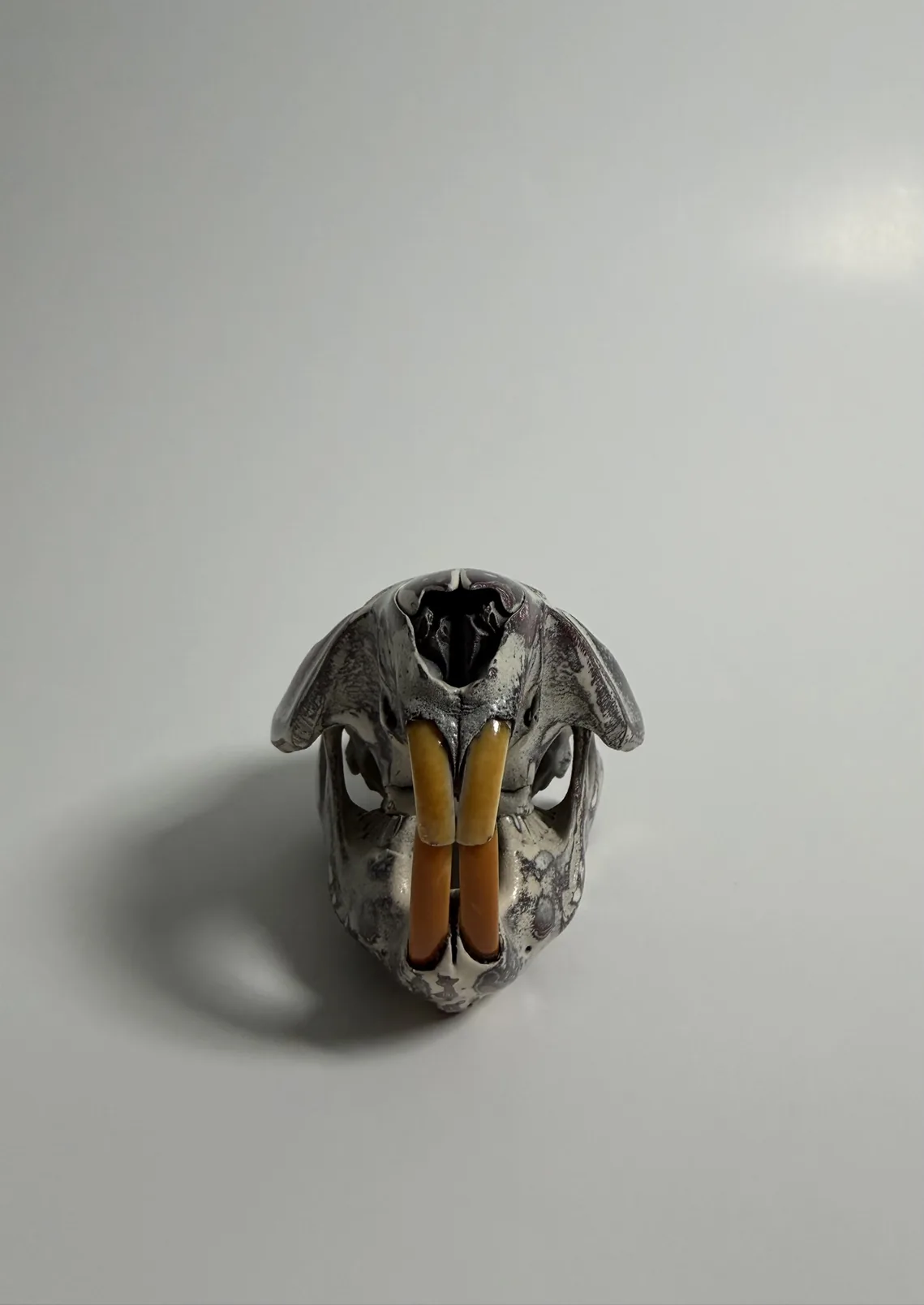 Hand painted beaver skull, front view
