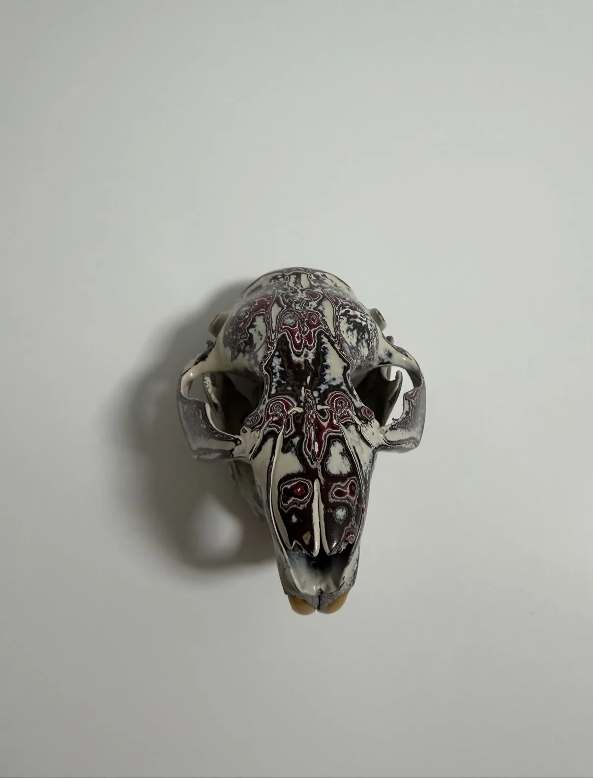 Photograph of my hand-painted beaver skull from above, showing the burgundy and black fordite pattern across the top of the skull