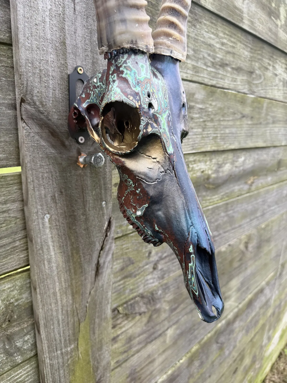 Photograph of my hand-painted blesbok skull from a three-quarter angle on a wooden fence, the long dark snout fading from copper to navy