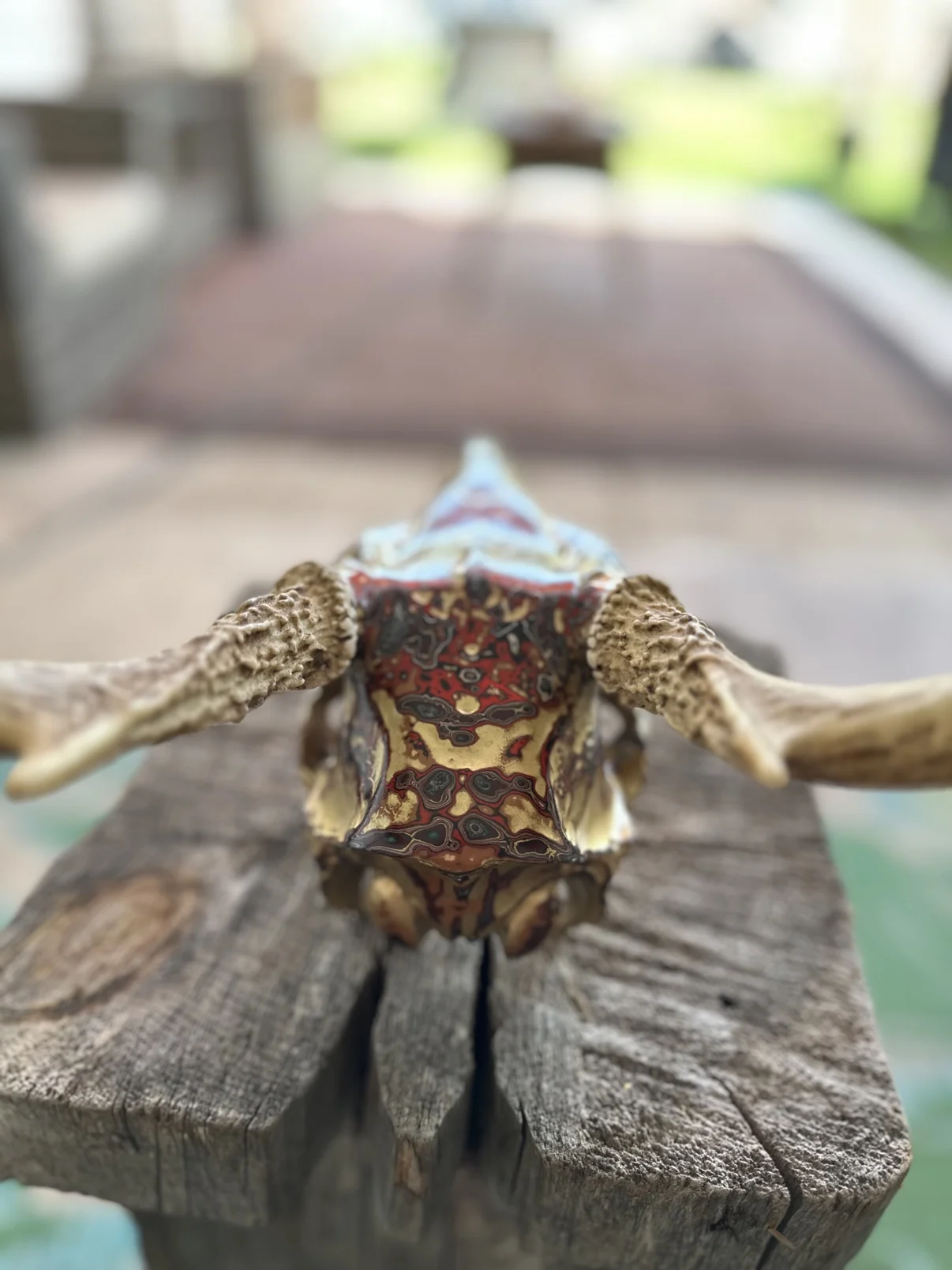 Photograph of my golden deer skull from behind on a weathered wooden post, showing the red and gold fordite pattern across the back of the skull between the antler bases