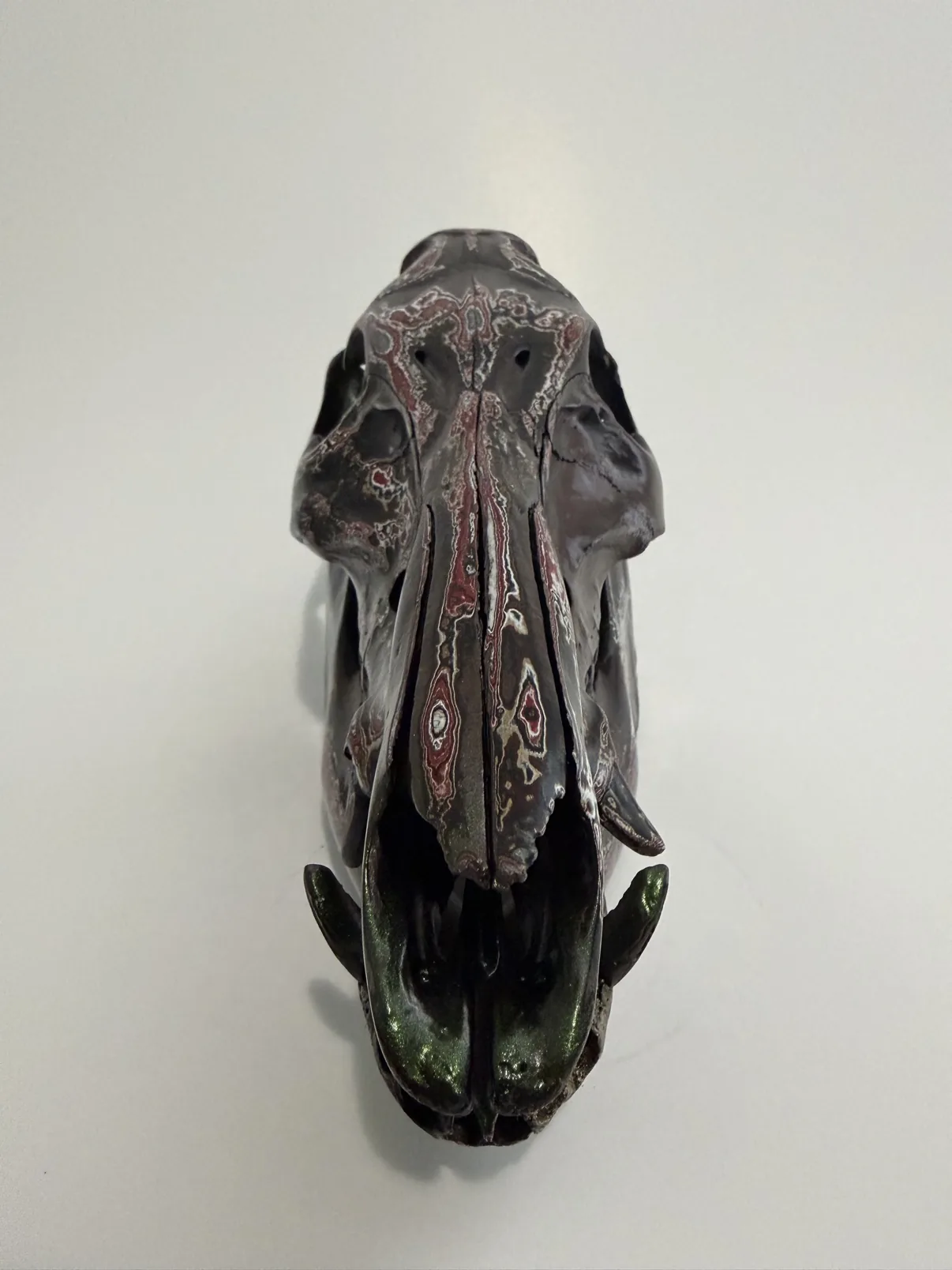Photograph of my hand-painted feral hog skull from the front, showing the metallic green snout, the curved tusks and the burgundy fordite pattern
