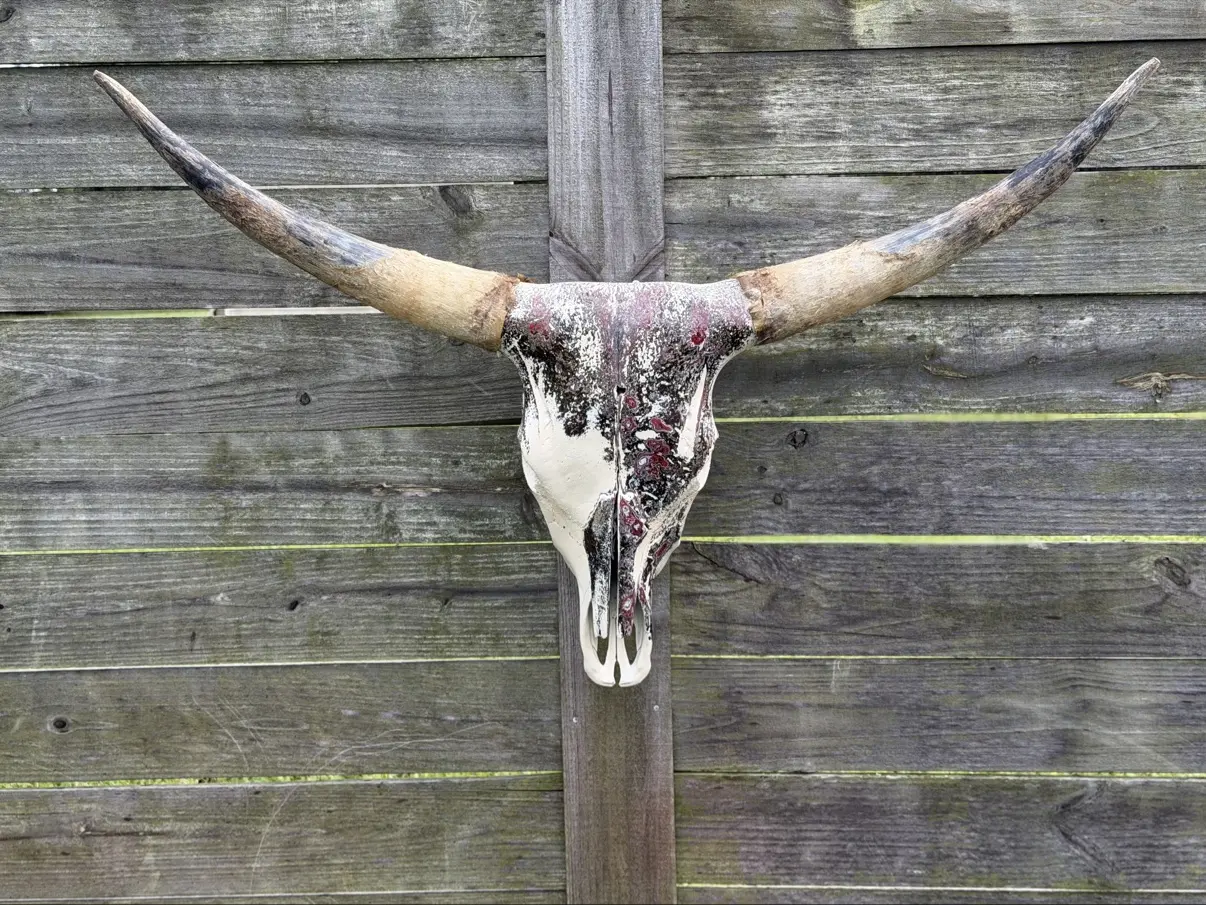 Photograph of my hand-painted longhorn cow skull from the front along a weathered wooden fence, cream bone with a burgundy and black layered fordite finish and wide natural horns