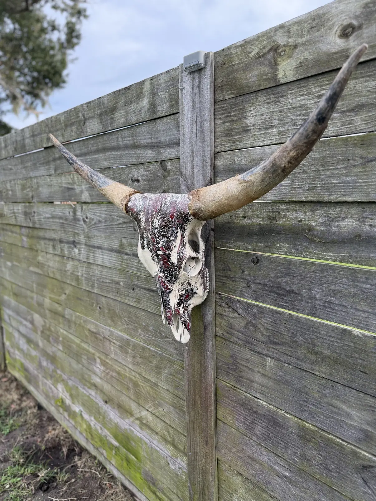Photograph of my burgundy and black hand-painted longhorn cow skull from the side along a wooden fence, showing the profile of the skull and one long natural horn