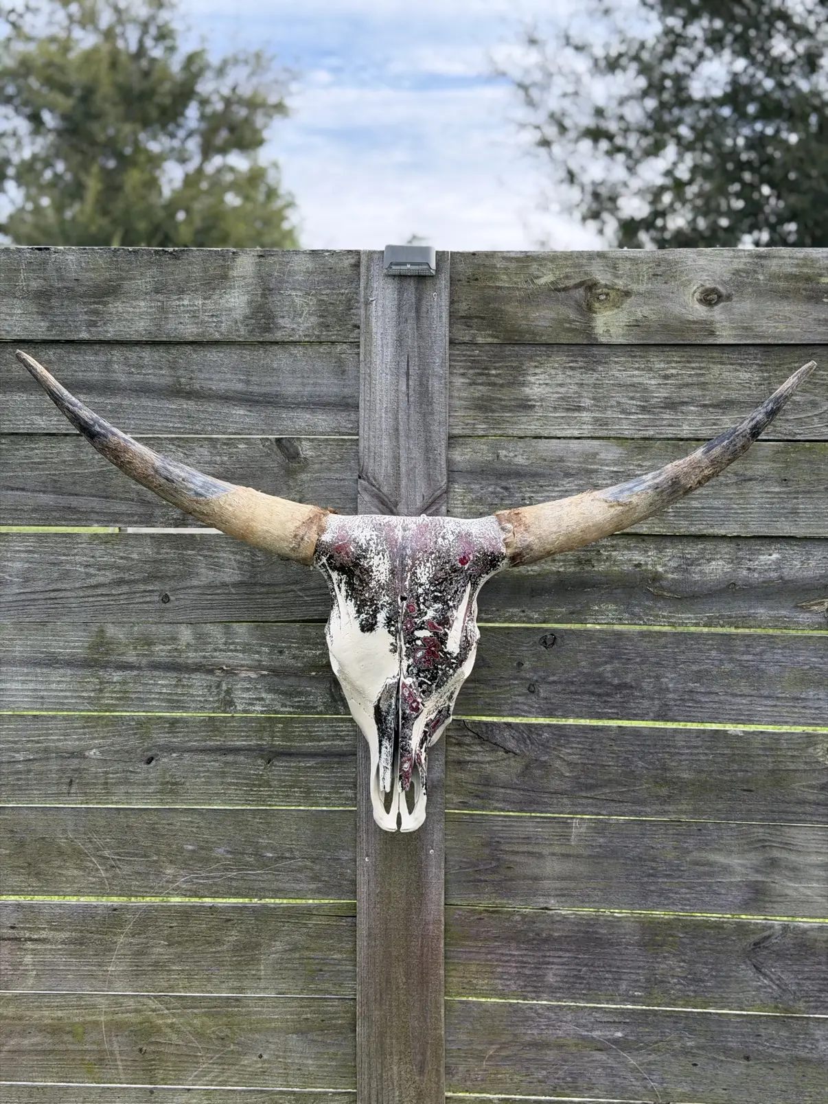 Photograph of my burgundy and black hand-painted longhorn cow skull from the front on a wooden fence, showing the full spread of the wide natural horns