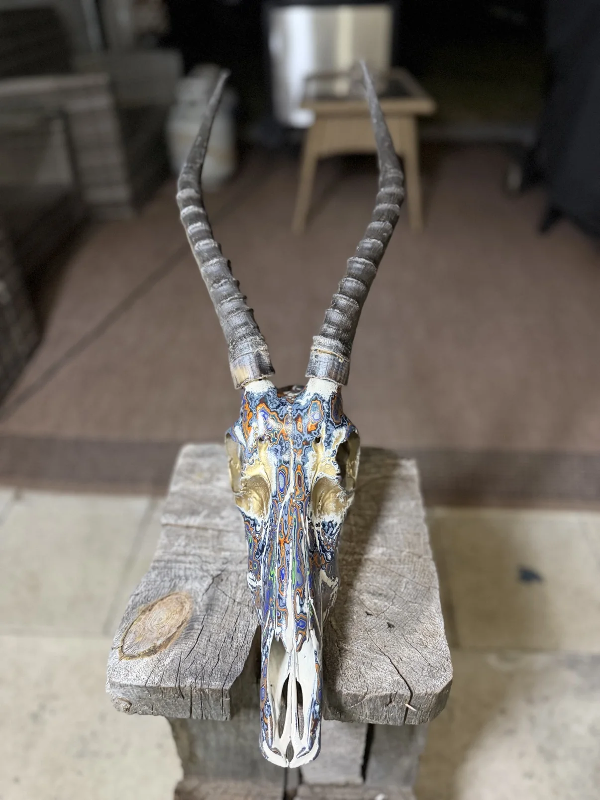 Photograph of my hand-painted antelope skull from the front on a wooden post, bright multicolor fordite finish in orange, blue, green and white with gold accents, long ringed horns