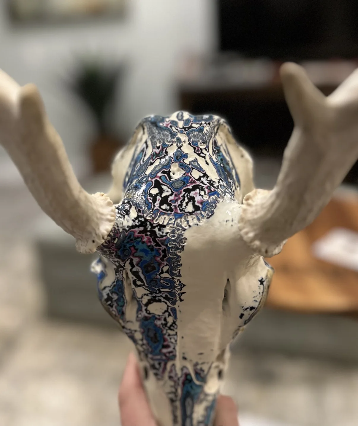 Photograph of my hand-painted whitetail deer skull from above, showing the blue and black fordite patterning across the cream top of the skull between the antlers