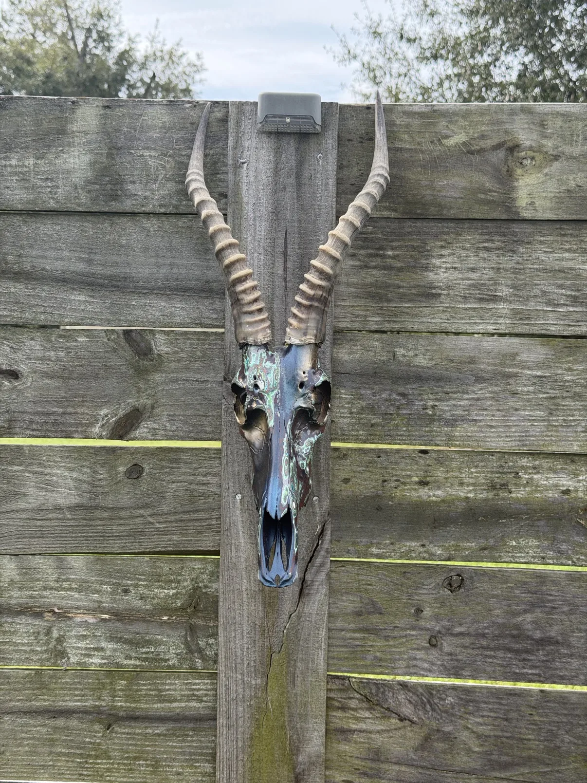 Photograph of my hand-painted springbok skull mounted on a weathered wooden fence, dark navy and copper paint with mint-green patina swirls and gold inside the eye sockets, beneath tall ridged horns