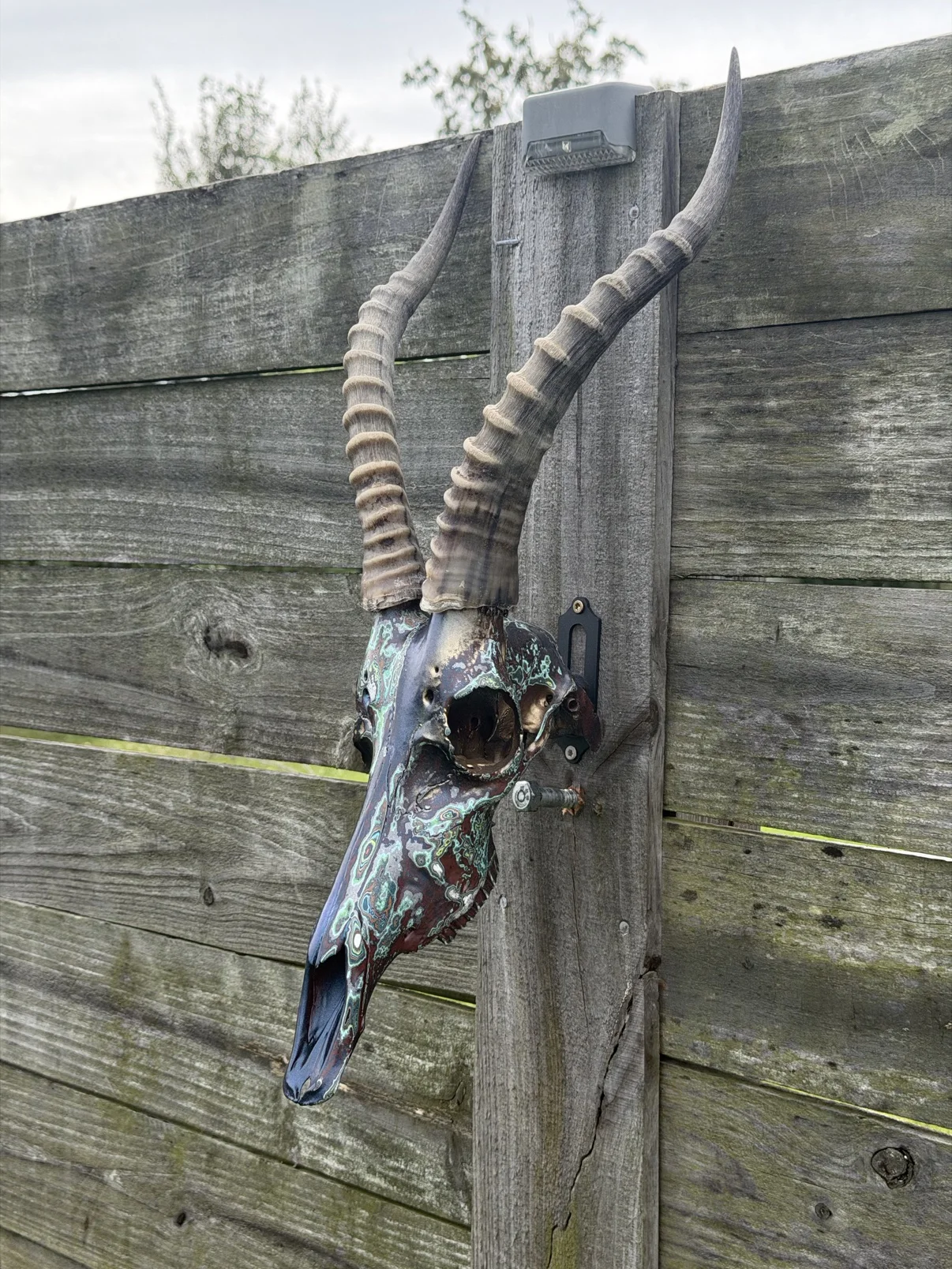 Photograph of my finished hand-painted springbok skull from an angled view on a weathered wooden fence post, dark navy and burgundy finish with mint-green patina swirls down the long snout, tall ridged horns
