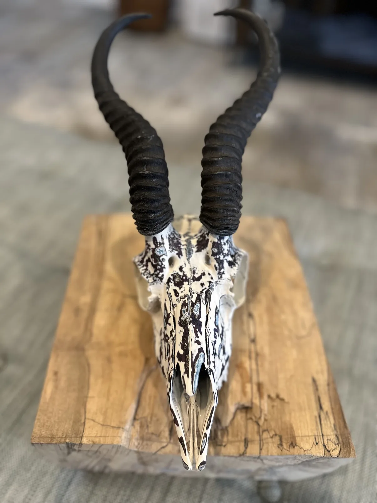 Photograph of my hand-painted male springbok skull from the front on a wooden block, white base with black and burgundy fordite speckling beneath the two tall ridged horns
