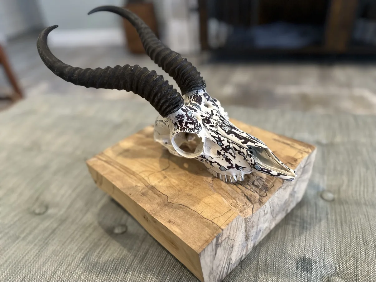 Hand painted male springbok skull, angled view