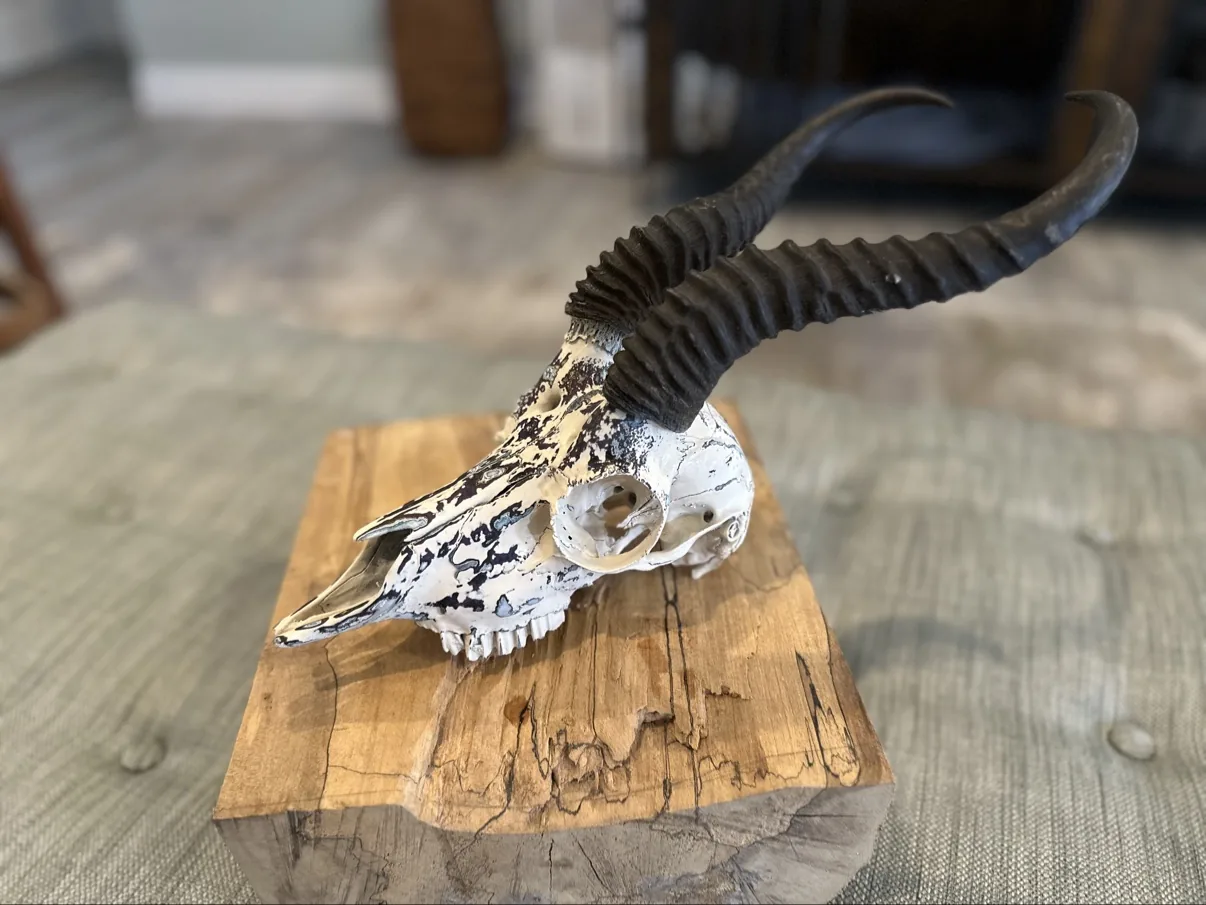 Photograph of my hand-painted male springbok skull from the side on a wooden block, showing the speckled white fordite finish and the long ridged black horns