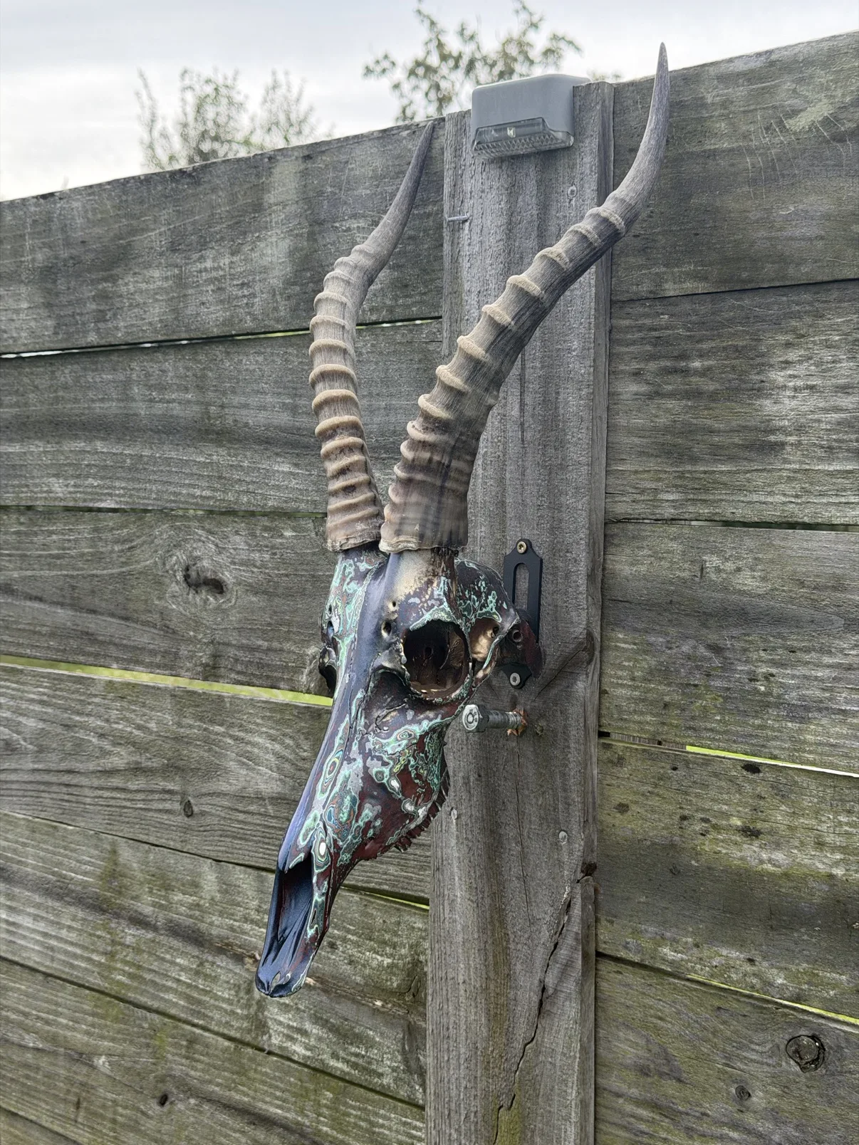 Photograph of my hand-painted springbok skull from the side on a weathered wooden fence, showing the profile of the long dark snout and one tall ridged horn