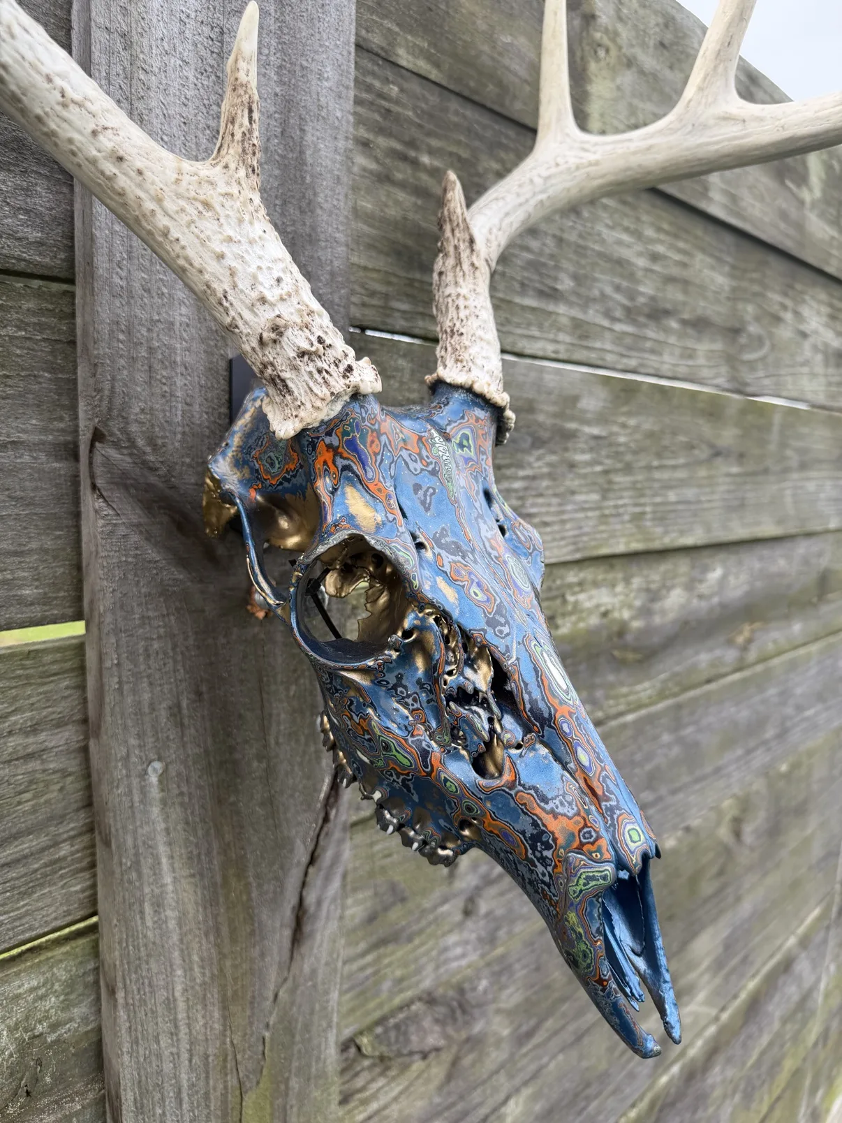 Close-up photograph of the blue fordite whitetail deer skull in profile against a wooden fence, showing the gold inside the eye socket and the layered blue, orange and green paint