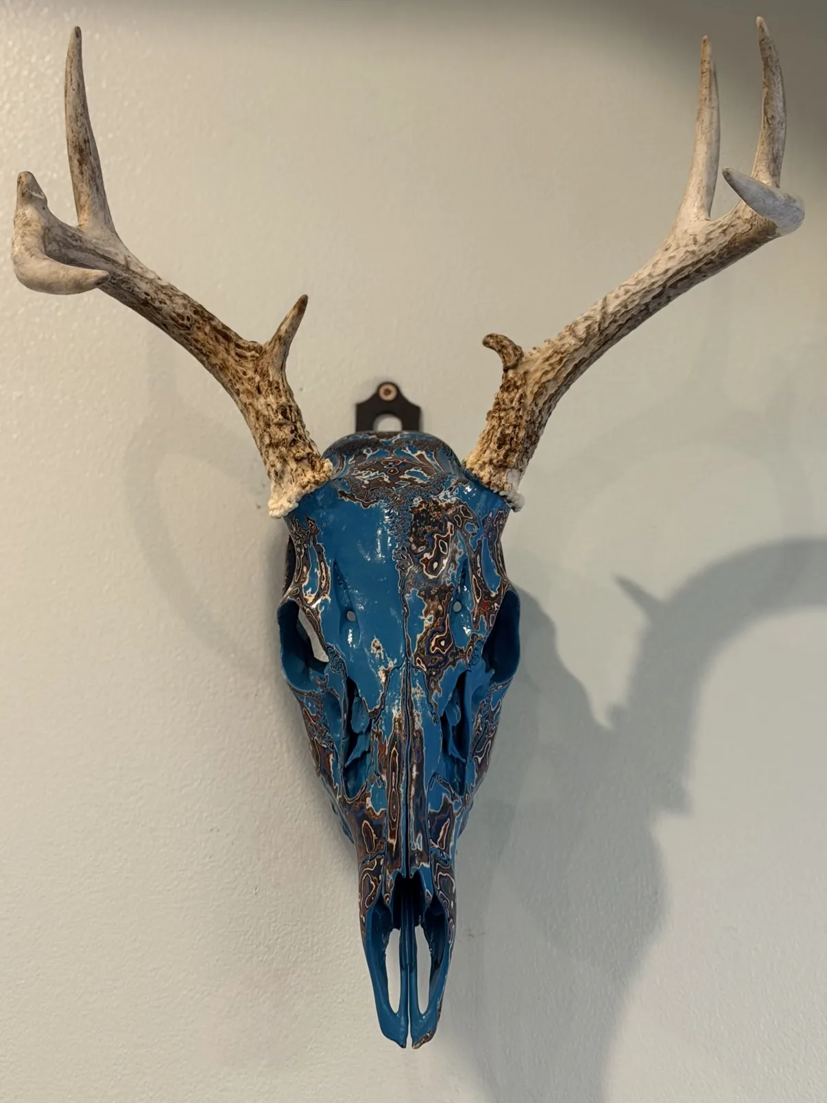 Photograph of my blue hand-painted whitetail deer skull hanging on a white wall, vivid layered fordite-style finish with copper and cream swirls, natural antlers