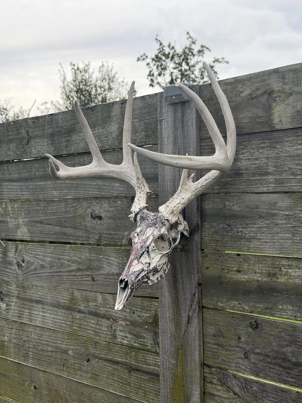Photograph of my hand-painted whitetail deer skull from an angled view on a weathered wooden fence, white and cream bone with a burgundy and black layered fordite finish, large bleached antlers
