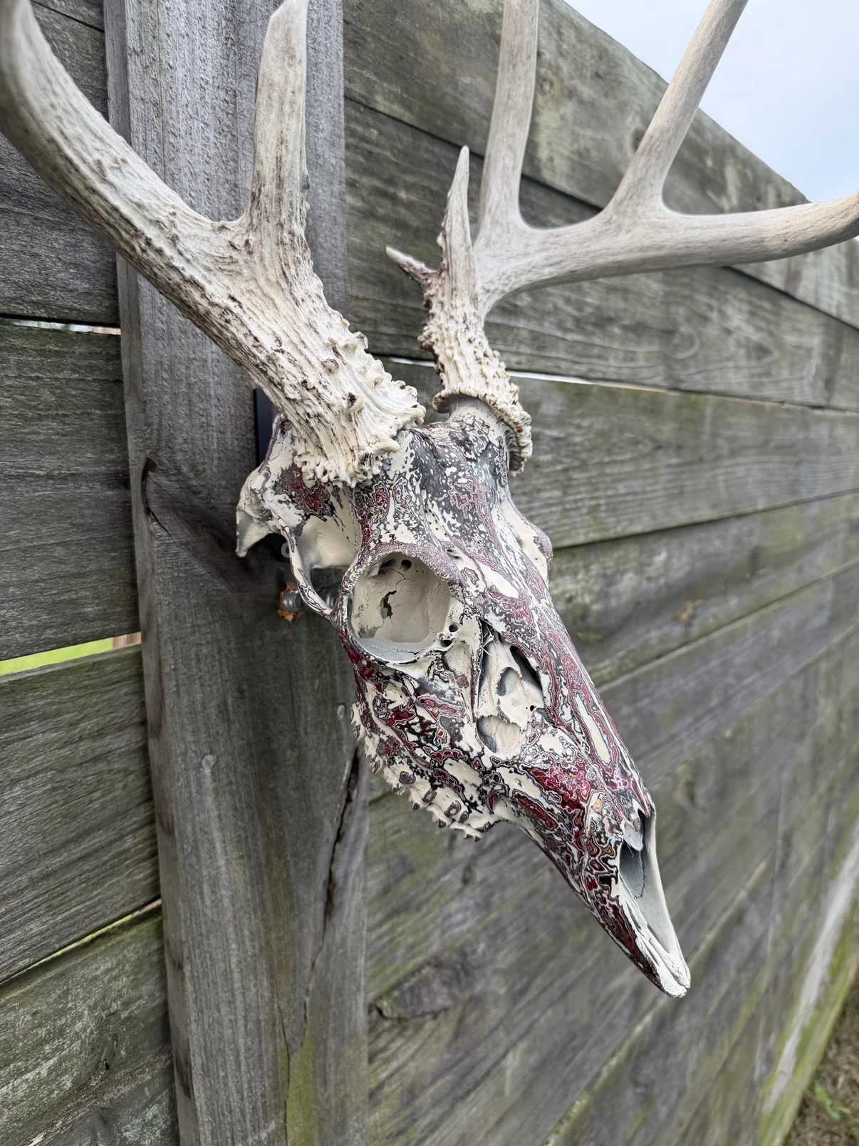 Close-up photograph of my burgundy and black hand-painted whitetail deer skull in profile against a wooden fence, showing the eye socket and layered paint detail