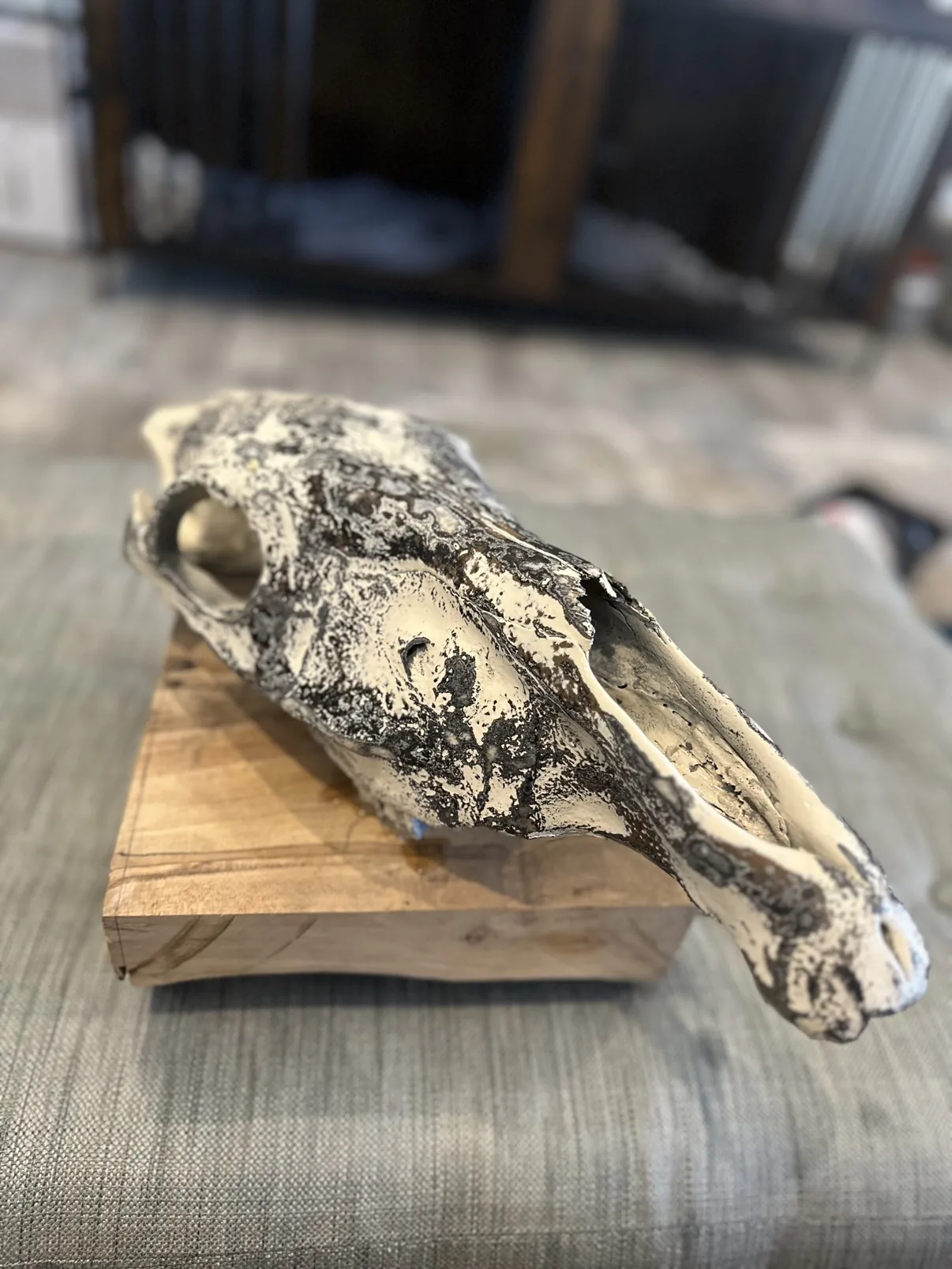 Hand painted Burchell's zebra skull, angled view