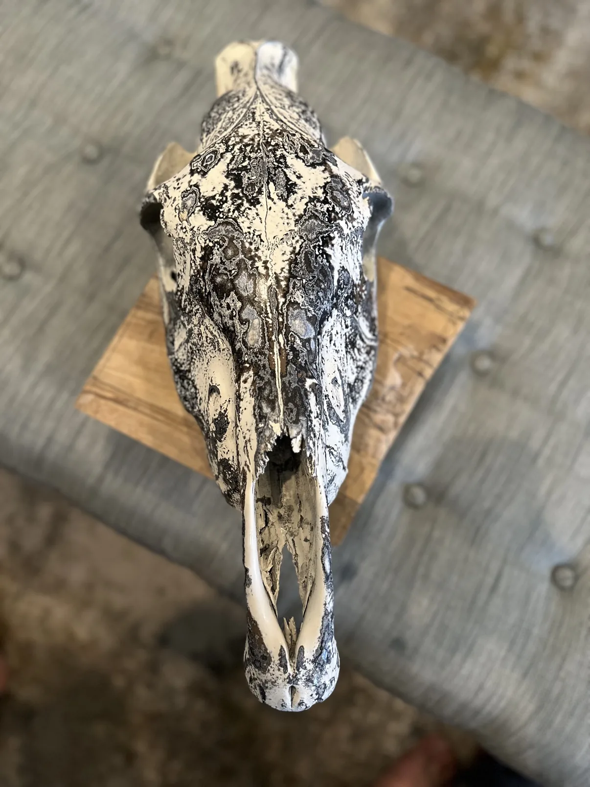 Photograph of my hand-painted Burchell's zebra skull from above on a wooden block, showing the black and gray fordite pattern along the long skull